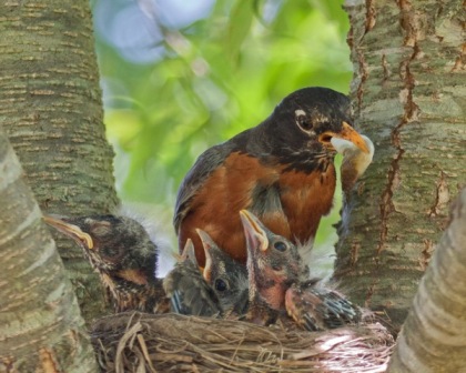 Robin removing a fecal sac from its nest